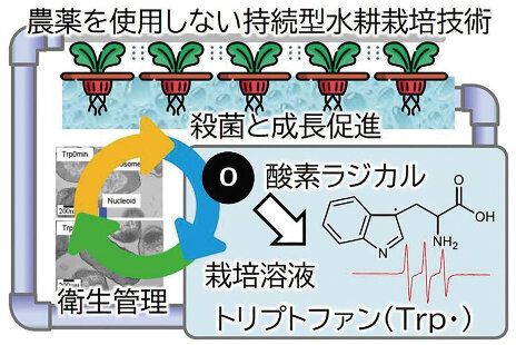 図の提供:名古屋大学