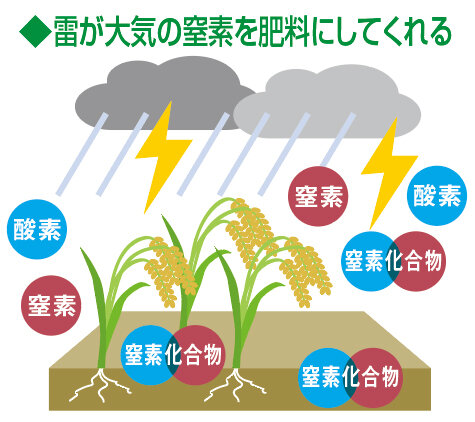 雷が大気の窒素を肥料にしてくれる図
