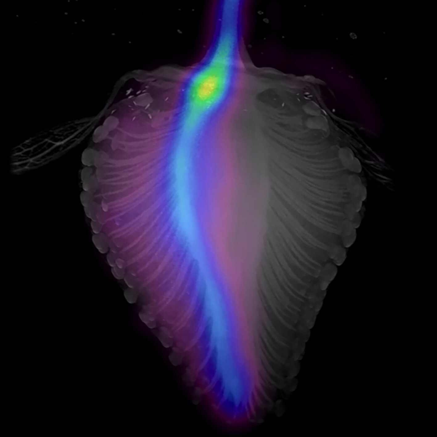 光合成で生成された糖分がイチゴ果実の内部に運ばれる様子