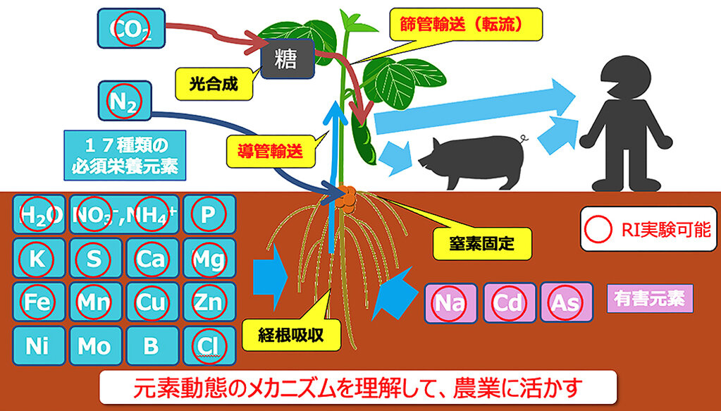 栄養の流れを捉えることこそが作物生産のカギ