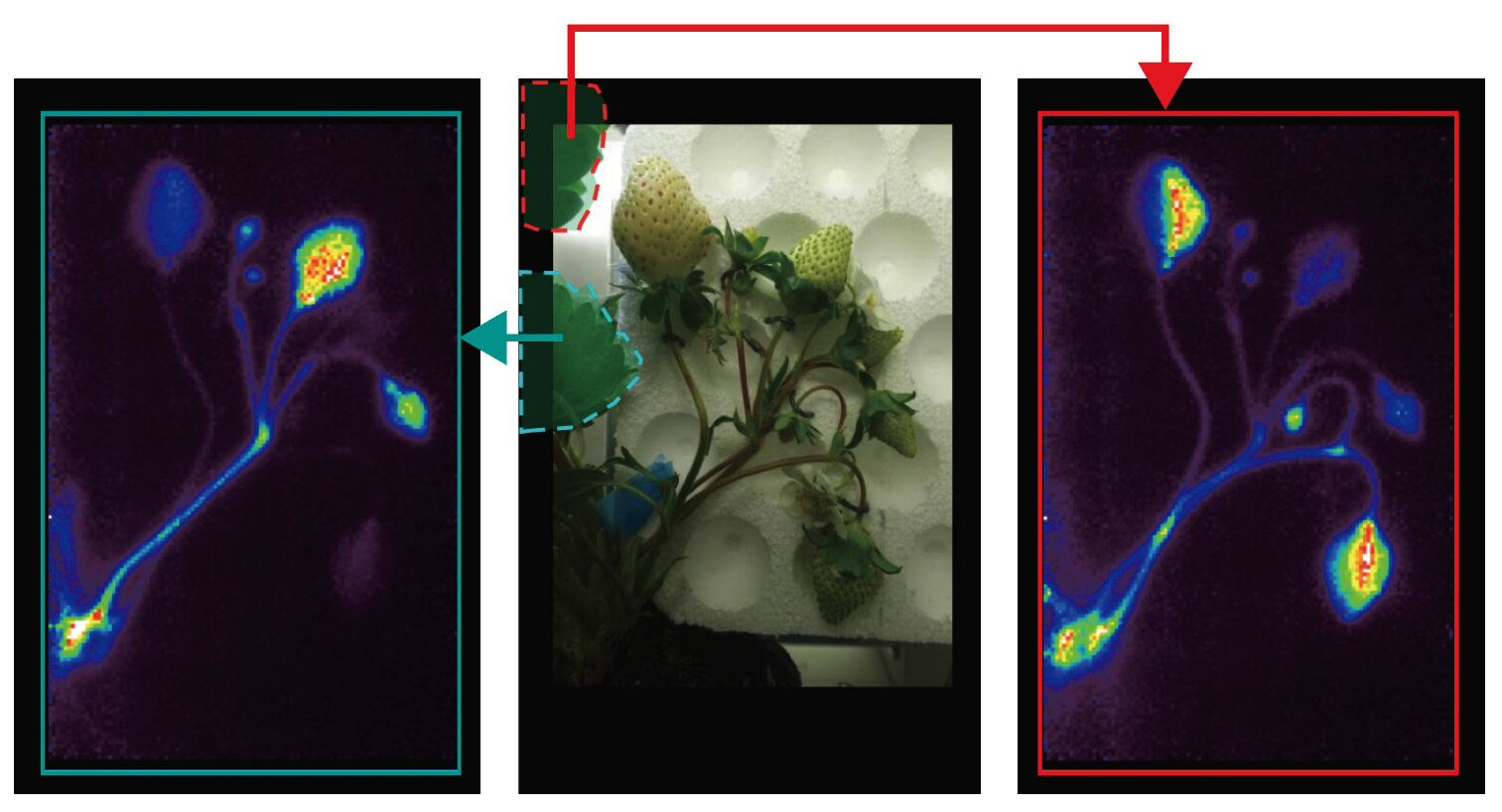 葉によって糖が運ばれる果実が異なる