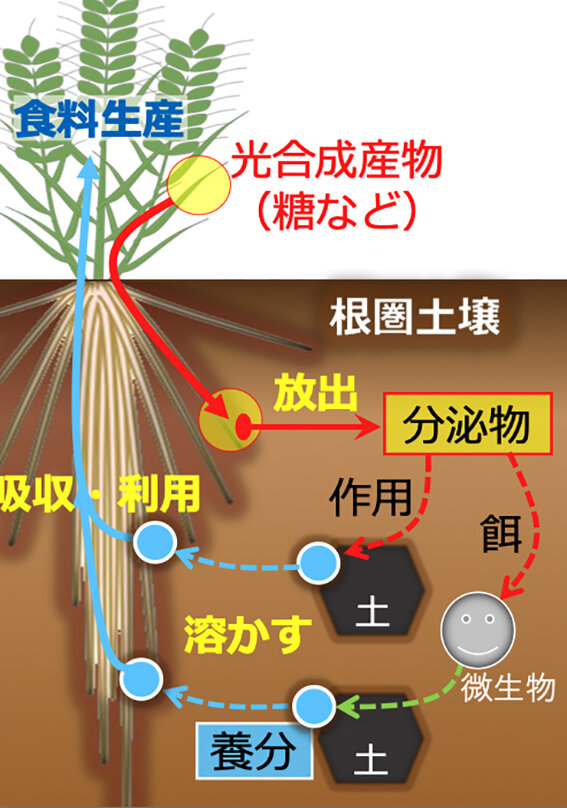 根圏での養分を吸収する仕組み