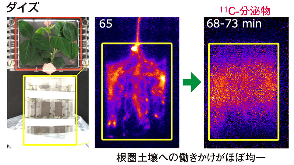 ダイズの根圏イメージング
