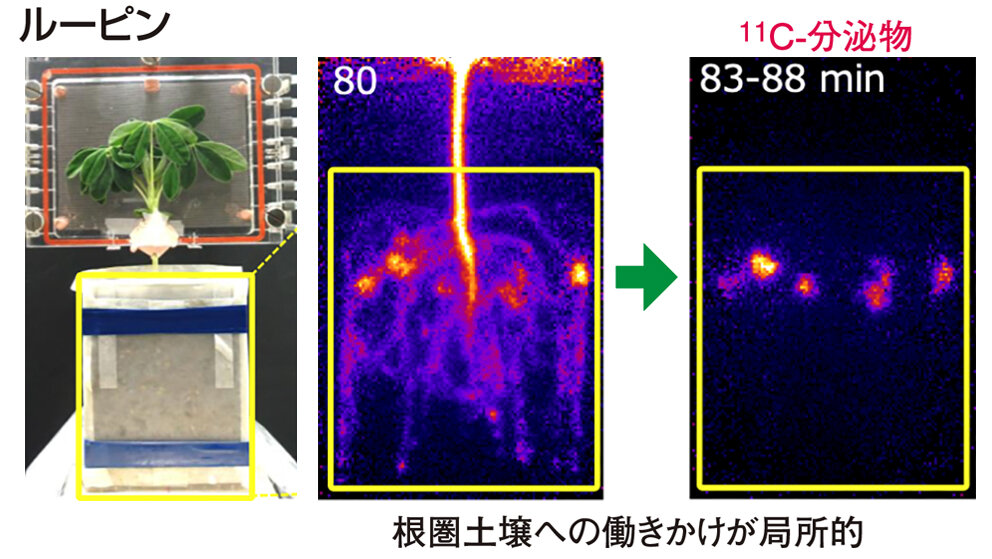 ルーピンの根圏イメージング