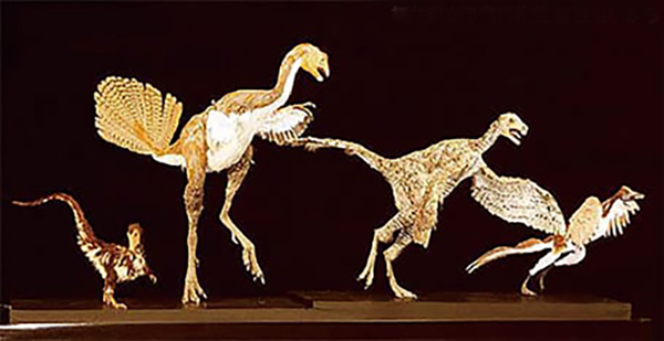 恐竜が鳥へ進化していく過程を示した復元模型