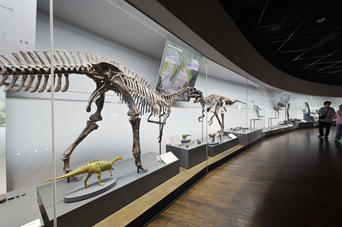 福井県で発見された恐竜の展示コーナー